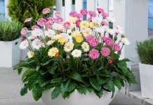 Những mẹo phong thủy giúp gia chủ may mắn trong năm Bính Thân